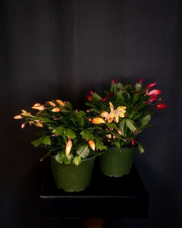 Holiday Cactus Plant Flower Arrangement