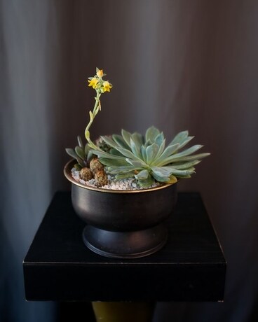 Onyx Oasis Flower Arrangement