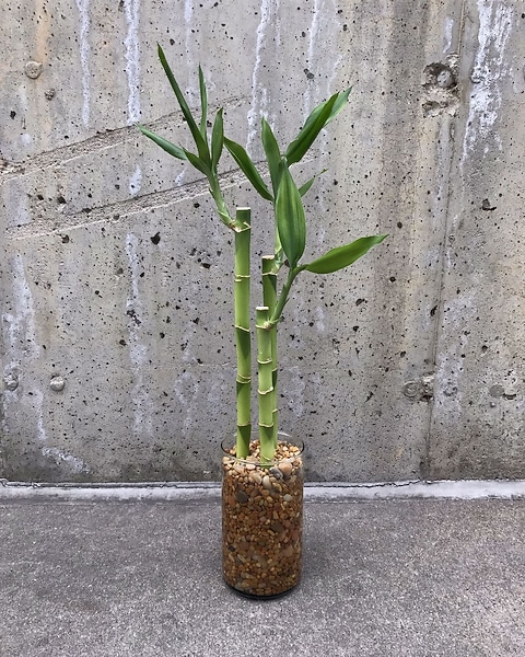 giant plant pots Exara Planter