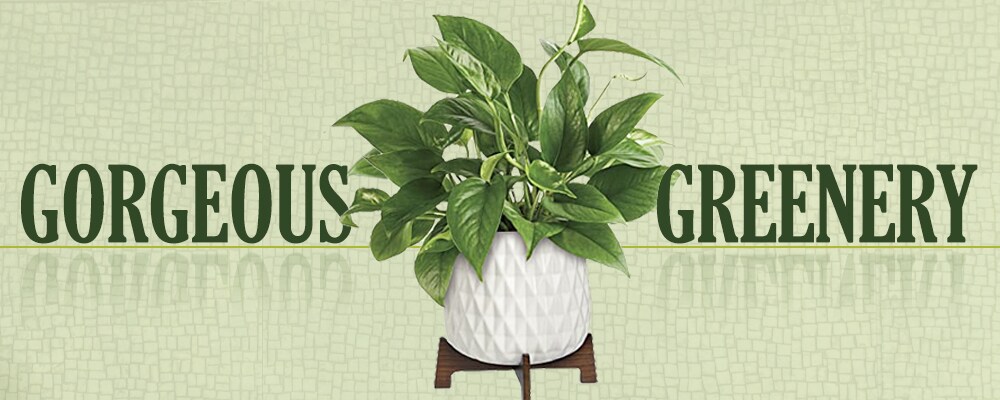 Plants