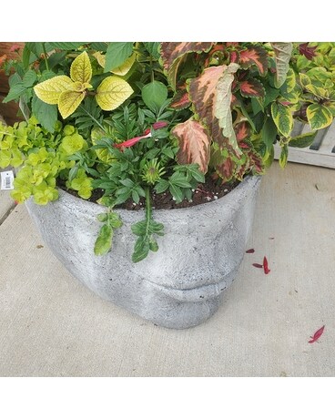 Plant Head Dish Garden Plant