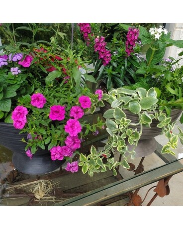Garden Dish Garden Plant