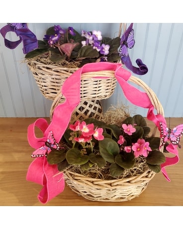 Violet Plant Basket Plant