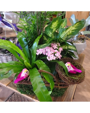 Large Unique Garden Dish Garden Plant