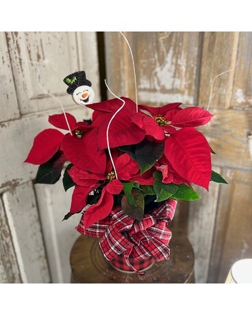 Pearson's Poinsettia Red Plant