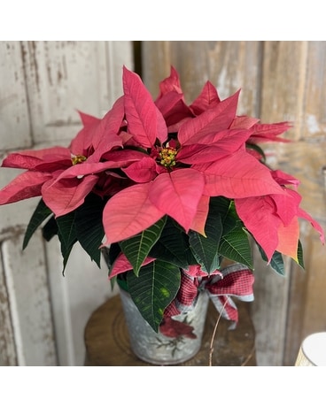 Pearson's Poinsettia Pink Plant