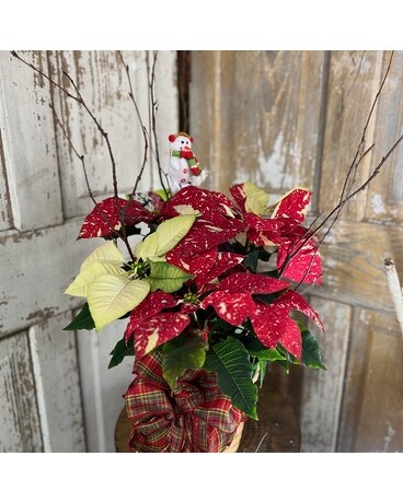 Pearson's Poinsettia Jingle Bell Plant