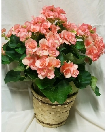 Begonia Plant