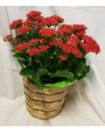 Kalanchoe Plant