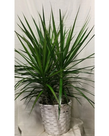 Dracaena Marginata Plant