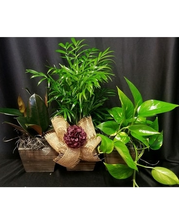 Assorted Planter Plant
