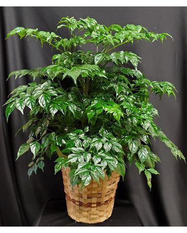 China Doll Plant