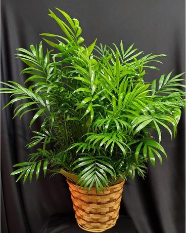 Neanthe Bella Palm Plant