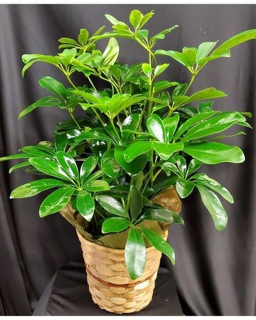 Arboricola Plant