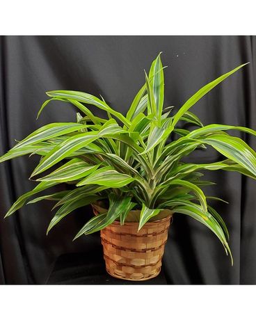 Dracaena Warneckii Lemon Lime Plant