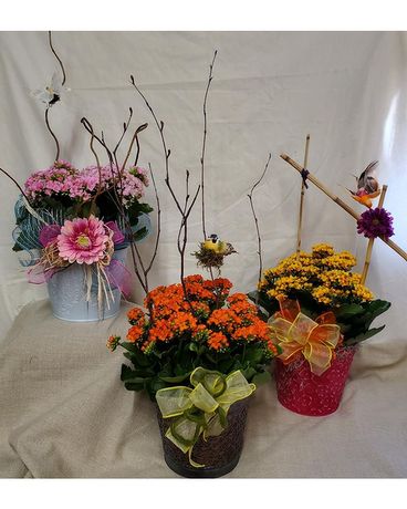 Decorated Kalanchoe Flower Arrangement