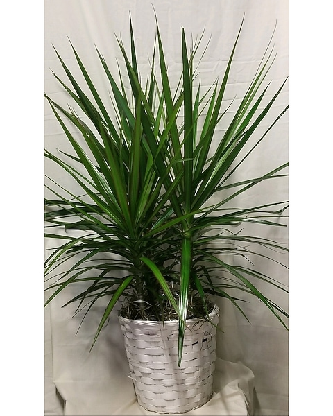 Dracaena Marginata in Shakopee MN - Pearson Florist