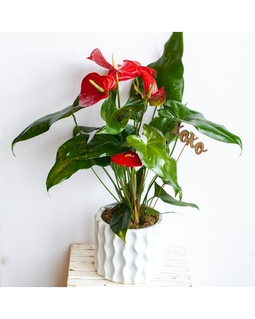 Anthurium Flower Arrangement