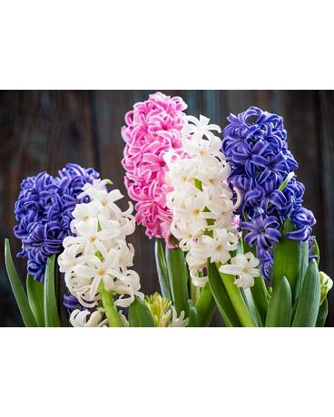 Classic Easter Hyacinth Flower Arrangement