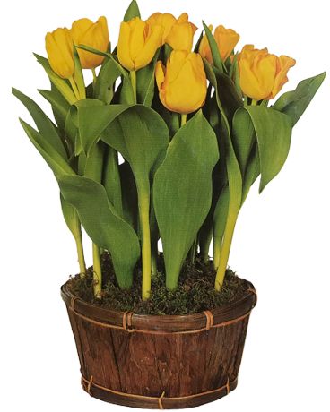 Spring Potted Tulip Flowers