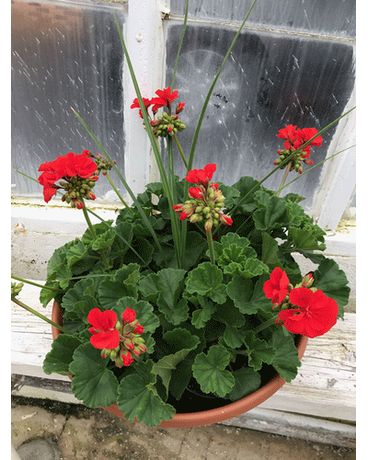 Classic Geranium Porch Pot Flower Arrangement