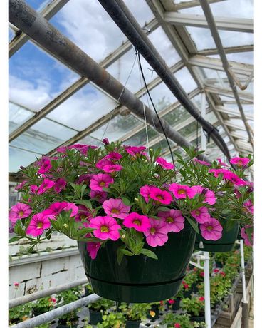 Million Bells Hanging Basket Flower Arrangement