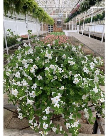 Bacope Hanging Basket Flower Arrangement