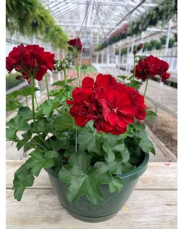 Vining Geranium Hanging Basket Flower Arrangement