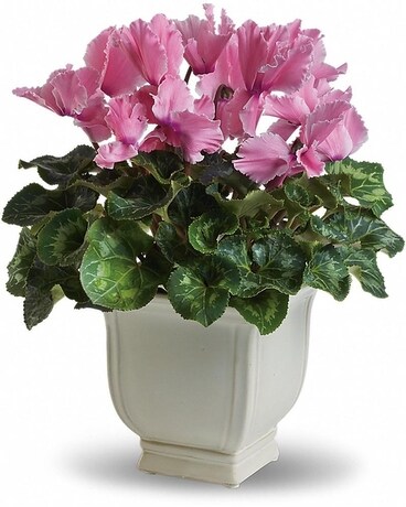Sunny Cyclamen Flower Arrangement