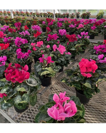 Blooming Cyclamen Flower Arrangement