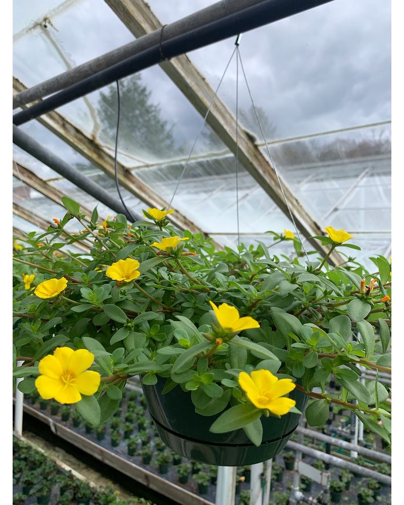 Portulaca Hanging Basket in Gibsonia PA Weischedel Florist Ghse