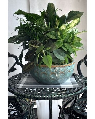Extra Large Dish Garden Dish Garden Plant