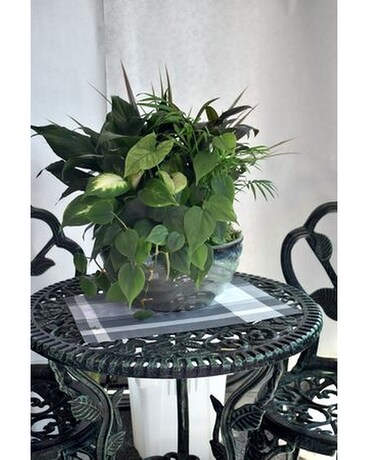 Large Dish Garden Deluxe Dish Garden Plant