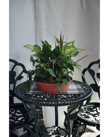 Terracotta Dish Garden Dish Garden Plant