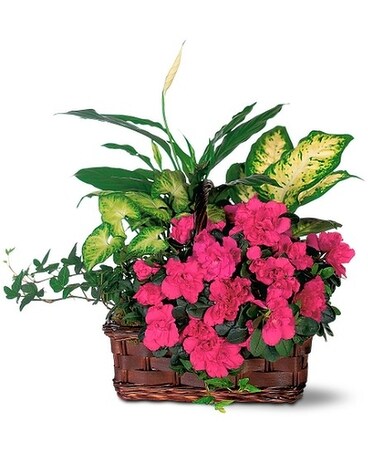 Azalea Attraction Garden Basket Flower Arrangement