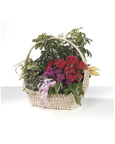 Dish Garden Flower Arrangement