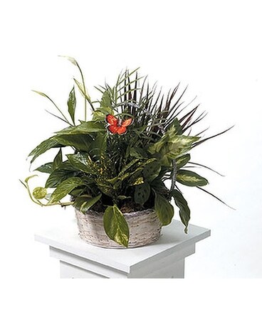 Dish Garden Flower Arrangement