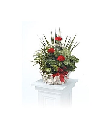 Dish Garden Dish Garden Plant