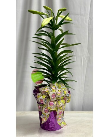 Easter Lily Plant