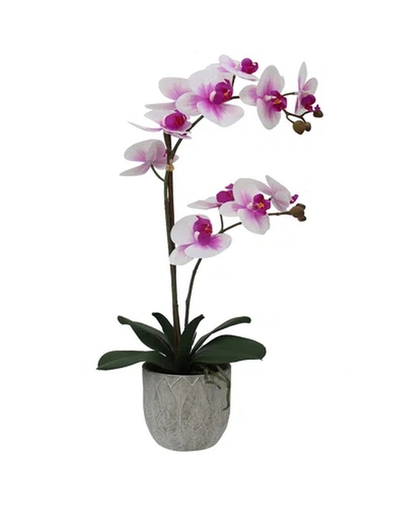 Potted Orchid in Huntsville AL - Albert's Flowers