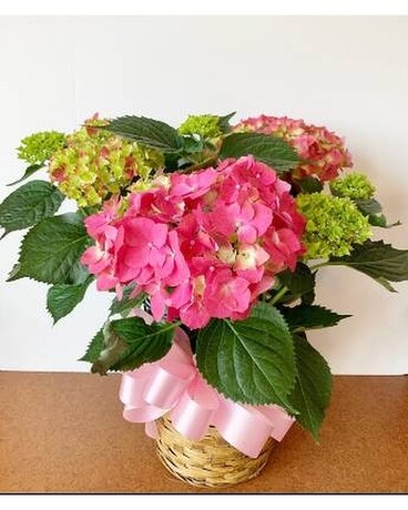 Pink Hydrangea Plant