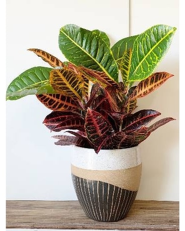 Croton in Pottery Flower Arrangement