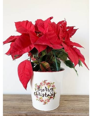 Festive Poinsettia in Decorative Tin Plant