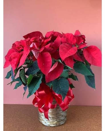Premium Poinsettia Plant