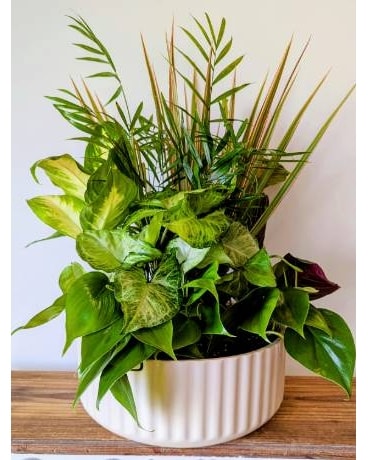 coconut plant indoor Coconut Palm: Cocos Nucifera - 10" Pot