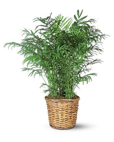 Palm Plant Custom product