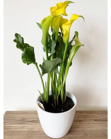 Calla Lily Plant Flower Arrangement