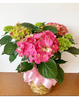 Pink Hydrangea Plant