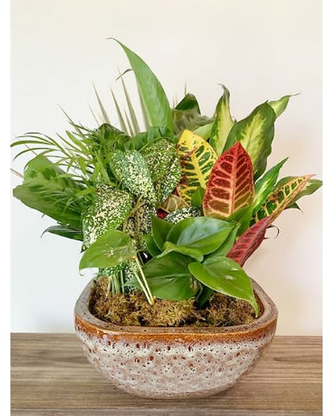 hanging air plants Air Plant Mount  ECOVIBE
