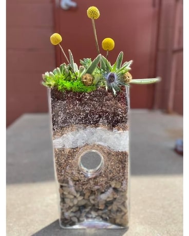 Sunshine and Succulents Plant